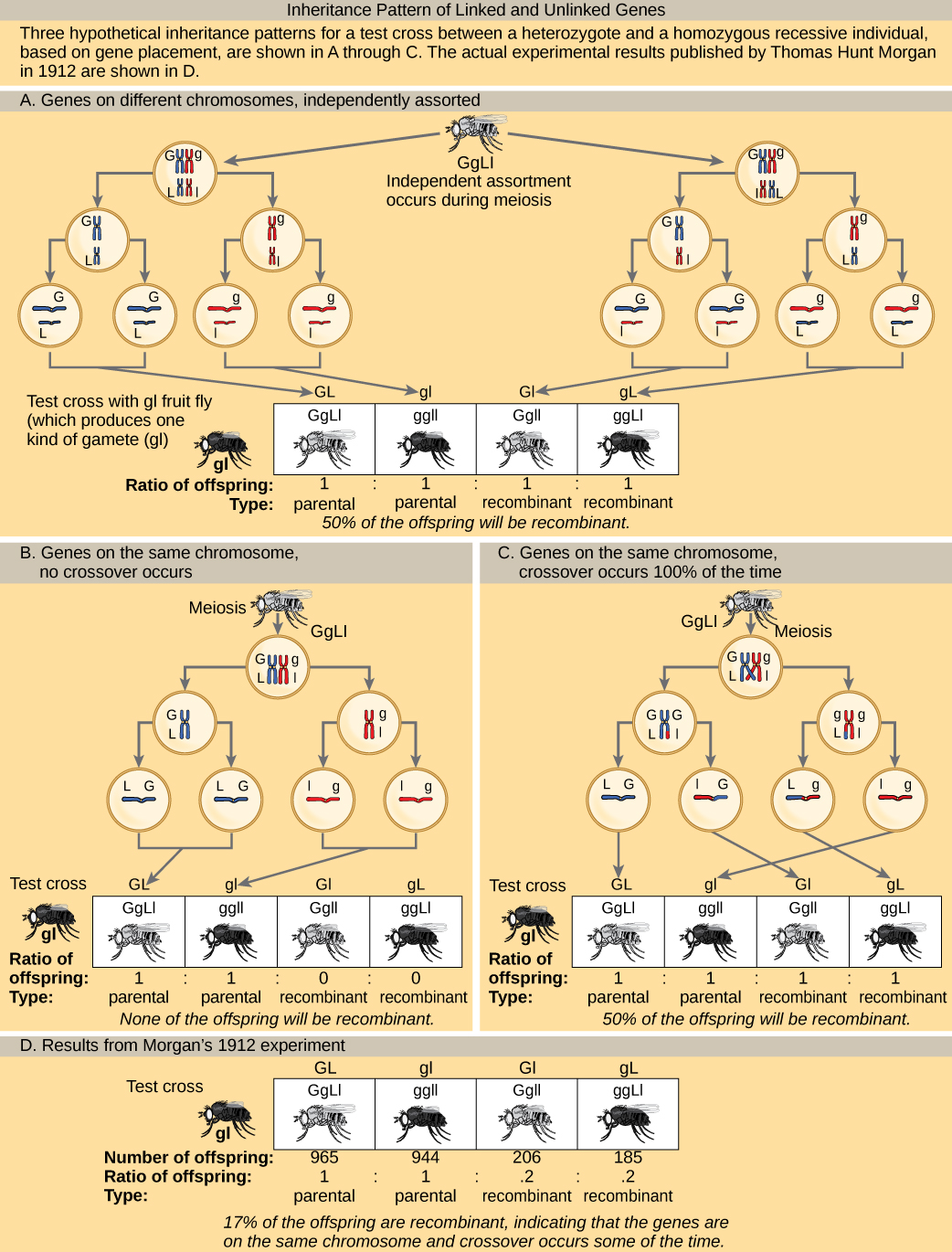 The illustration shows the possible inheritance patterns of linked and unlinked genes. The example used includes fruit fly body color and wing length. Fruit flies may have a dominant gray color (G) or a recessive black color (g). They may have dominant long wings (L) or recessive short wings (l). Three hypothetical inheritance patterns for a test cross between a heterozygous and a recessive fruit fly are shown, based on gene placement. The actual experimental results published by Thomas Hunt Morgan in 1912 are also shown. In the first hypothetical inheritance pattern in part a, the genes for the two characteristics are on different chromosomes. Independent assortment occurs so that the ratio of genotypes in the offspring is 1 GgLl:1 ggll:1 Ggll:1 ggLl, and 50% of the offspring are nonparental types. In the second hypothetical inheritance pattern in part b, the genes are close together on the same chromosome so that no crossover occurs between them. The ratio of genotypes is 1 GgLl:1 ggll, and none of the offspring are recombinant. In the third hypothetical inheritance pattern in part c, the genes are far apart on the same chromosome so that crossing over occurs 100% of the time. The ratio of genotypes is the same as for genes on two different chromosomes, and 50% of the offspring are recombinant, nonparental types. Part d shows that the number of offspring that Thomas Hunt Morgan actually observed was 965: 944: 206:185 (GgLl:ggll:Ggll:ggLl). Seventeen percent of the offspring were recombinant, indicating that the genes are on the same chromosome and crossing over occurs between them some of the time.