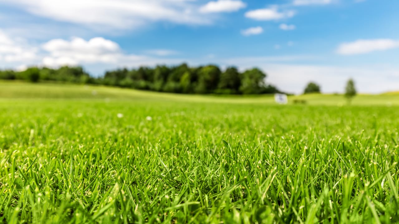 Uncovering The Best Deals On Pre-Owned Golf Carts Around Town  