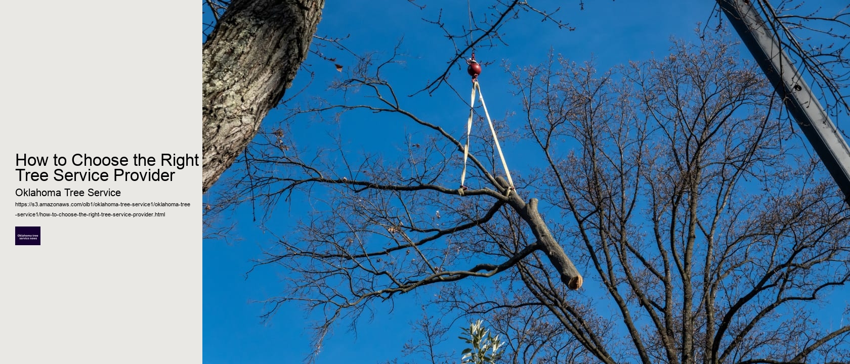 How to Choose the Right Tree Service Provider 