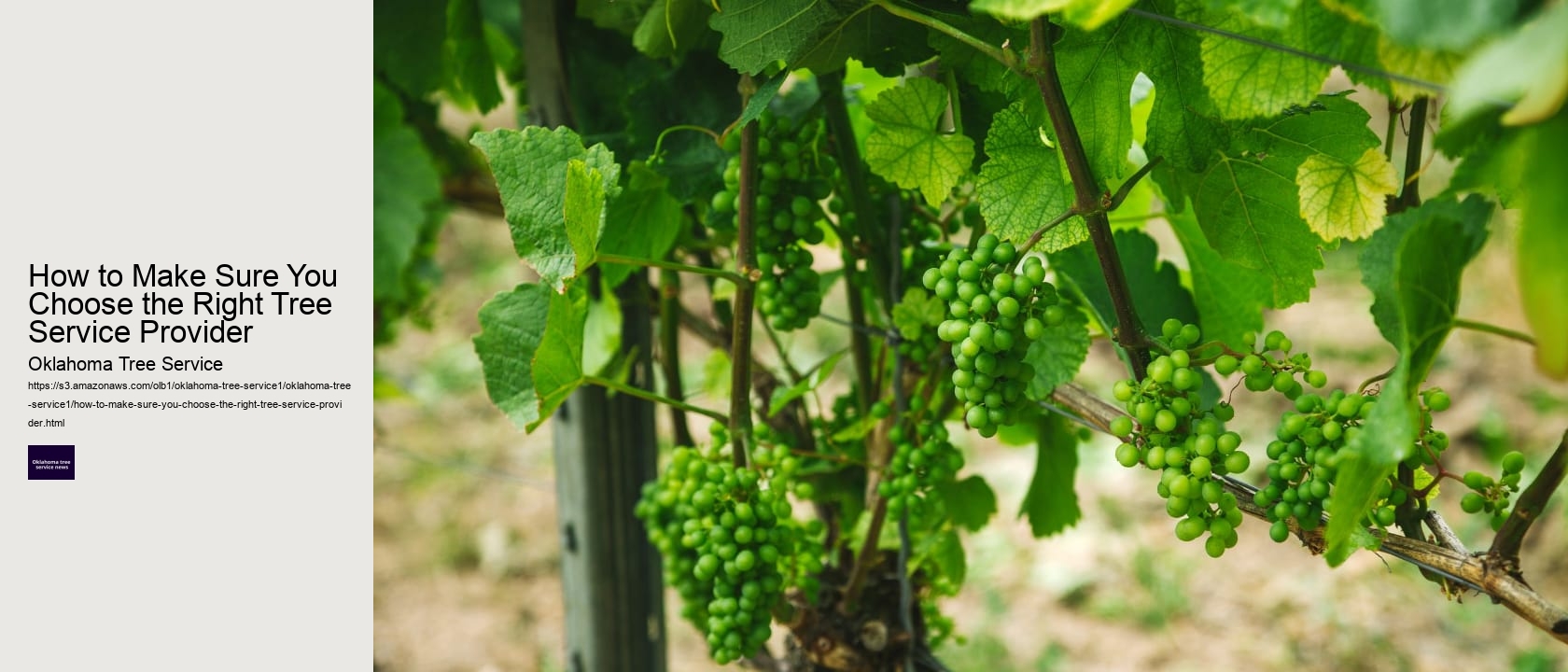 How to Make Sure You Choose the Right Tree Service Provider