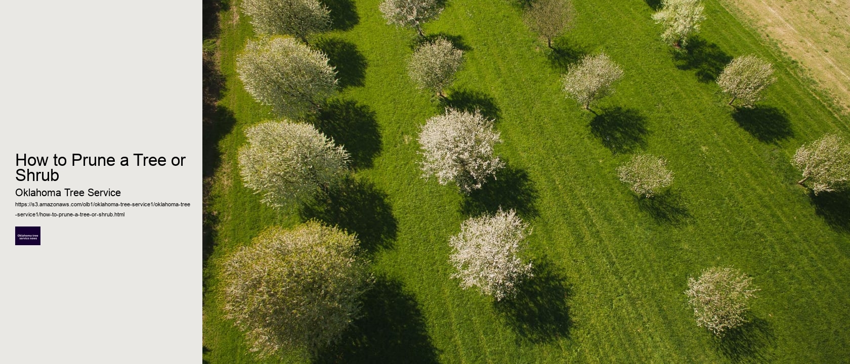 How to Prune a Tree or Shrub