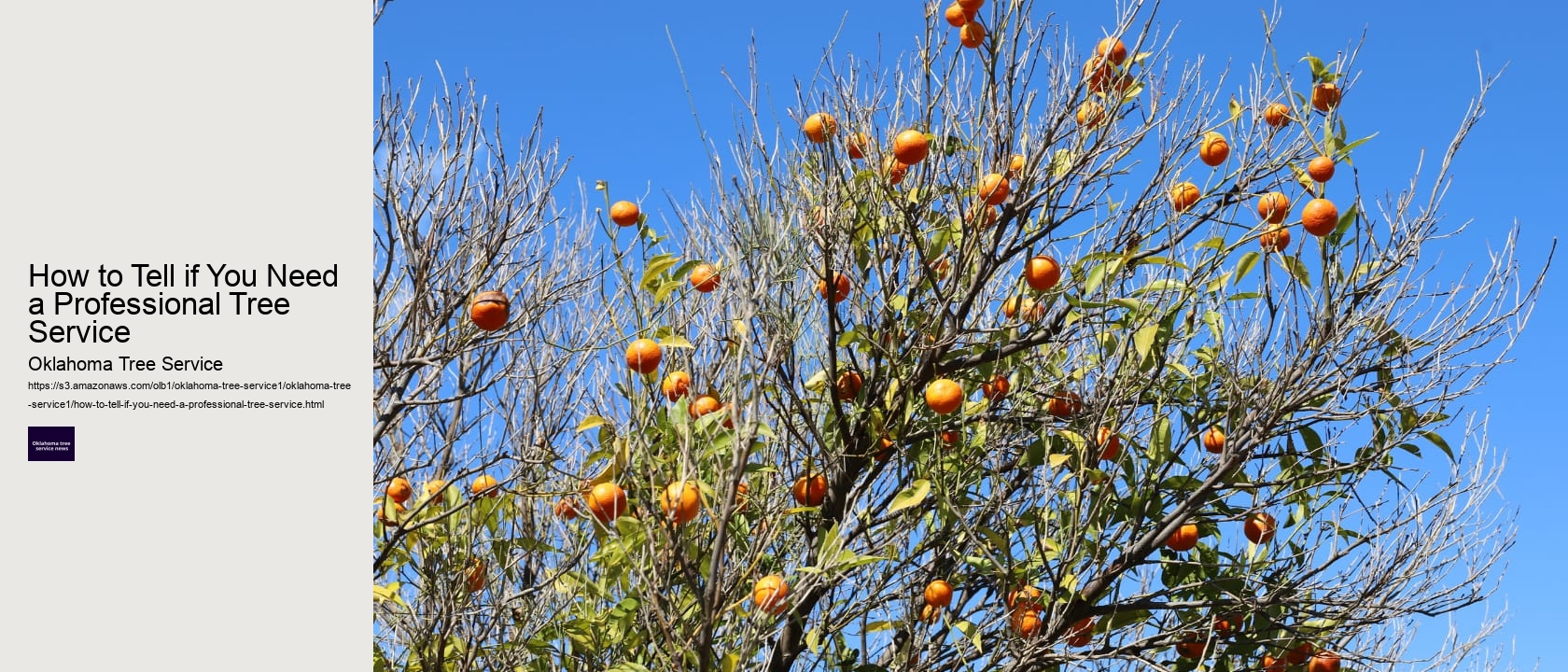 How to Tell if You Need a Professional Tree Service 