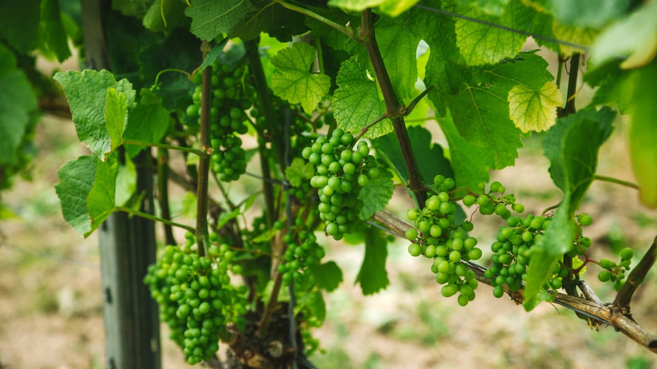 When to prune fruit trees