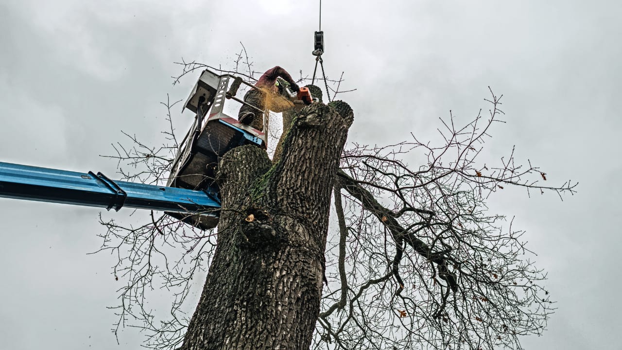 Understanding Tree Service and Its Benefits 