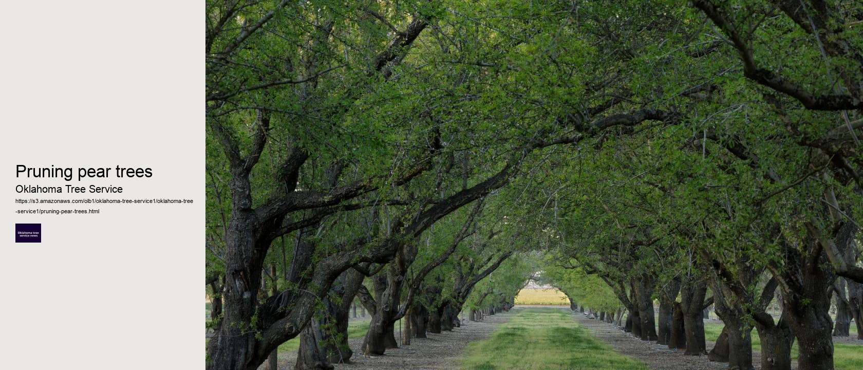 Pruning pear trees