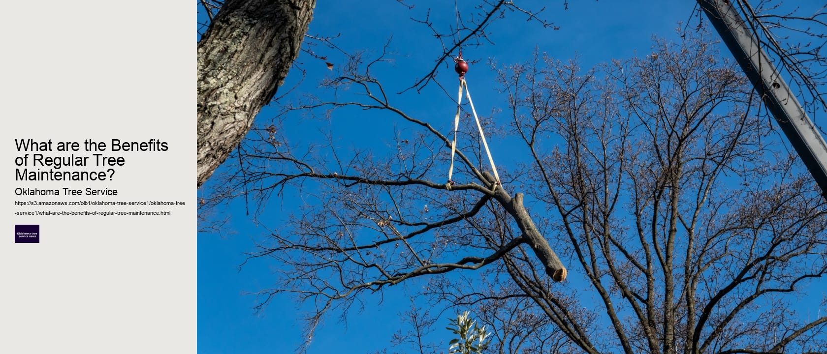 What are the Benefits of Regular Tree Maintenance? 