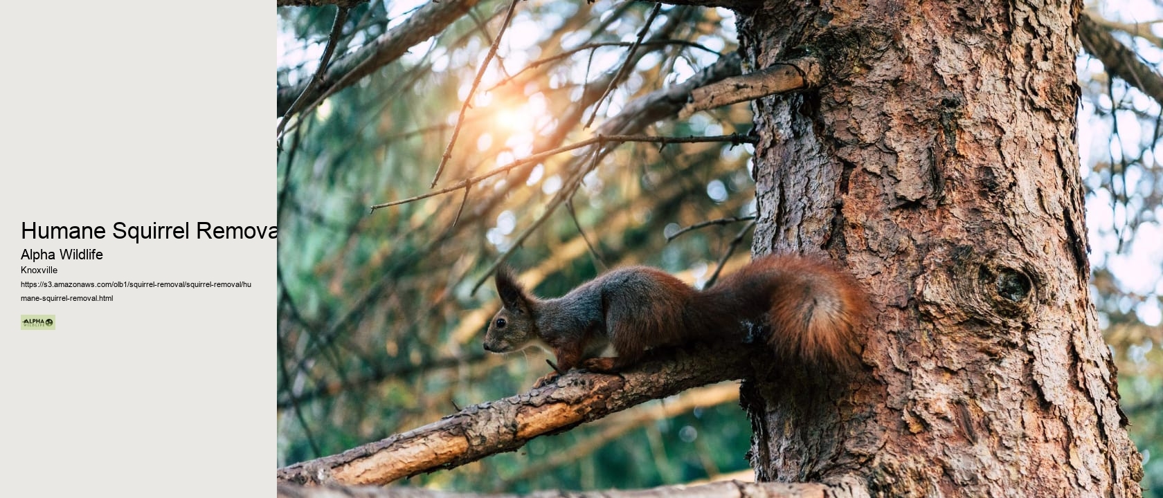 Humane Squirrel Removal