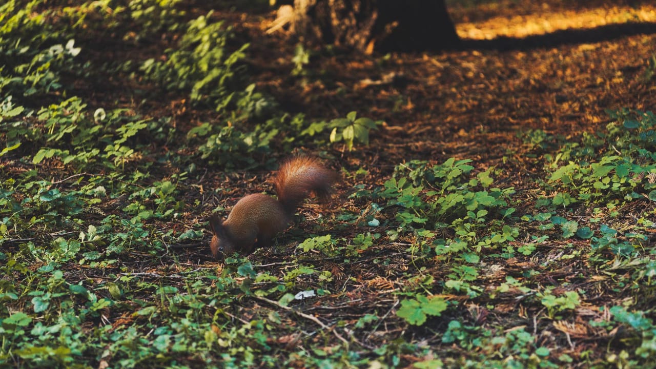 What is the Best Way to Remove Squirrels from Your Home? 