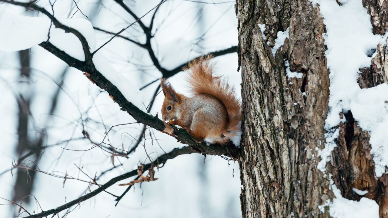DIY Squirrel Removal Methods 