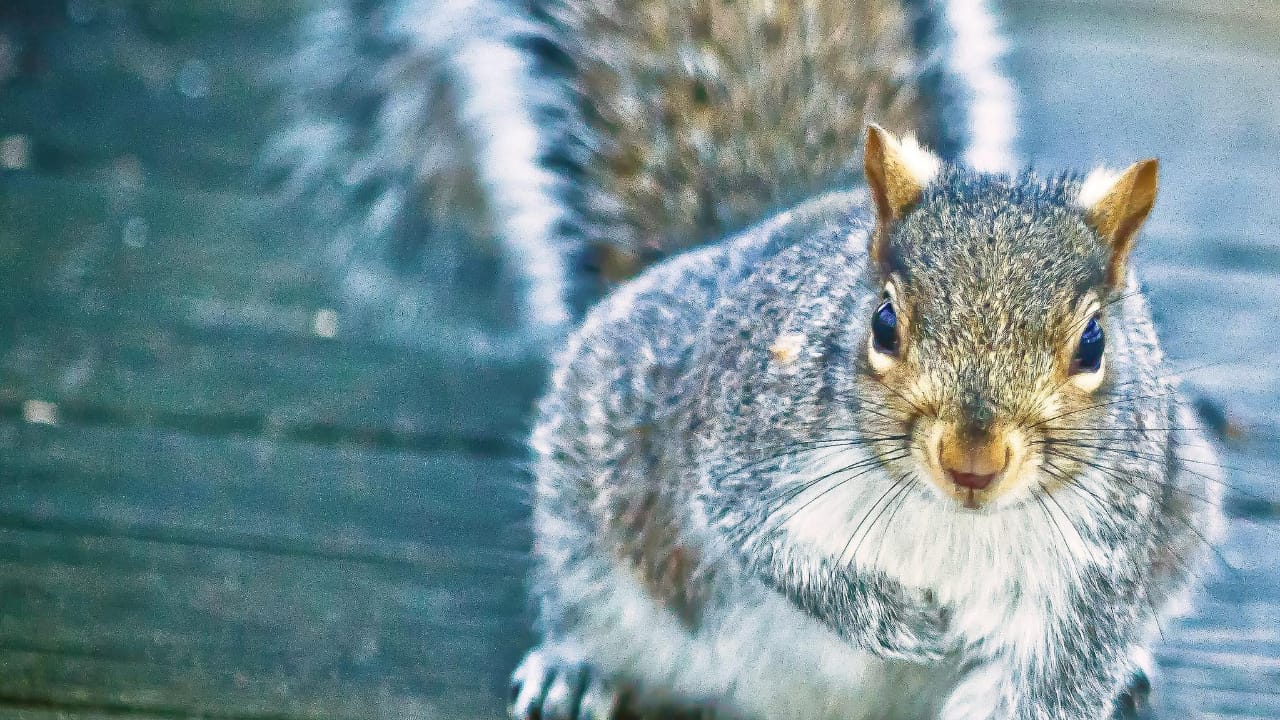 Tips for Keeping Squirre ls Away from Your Home 