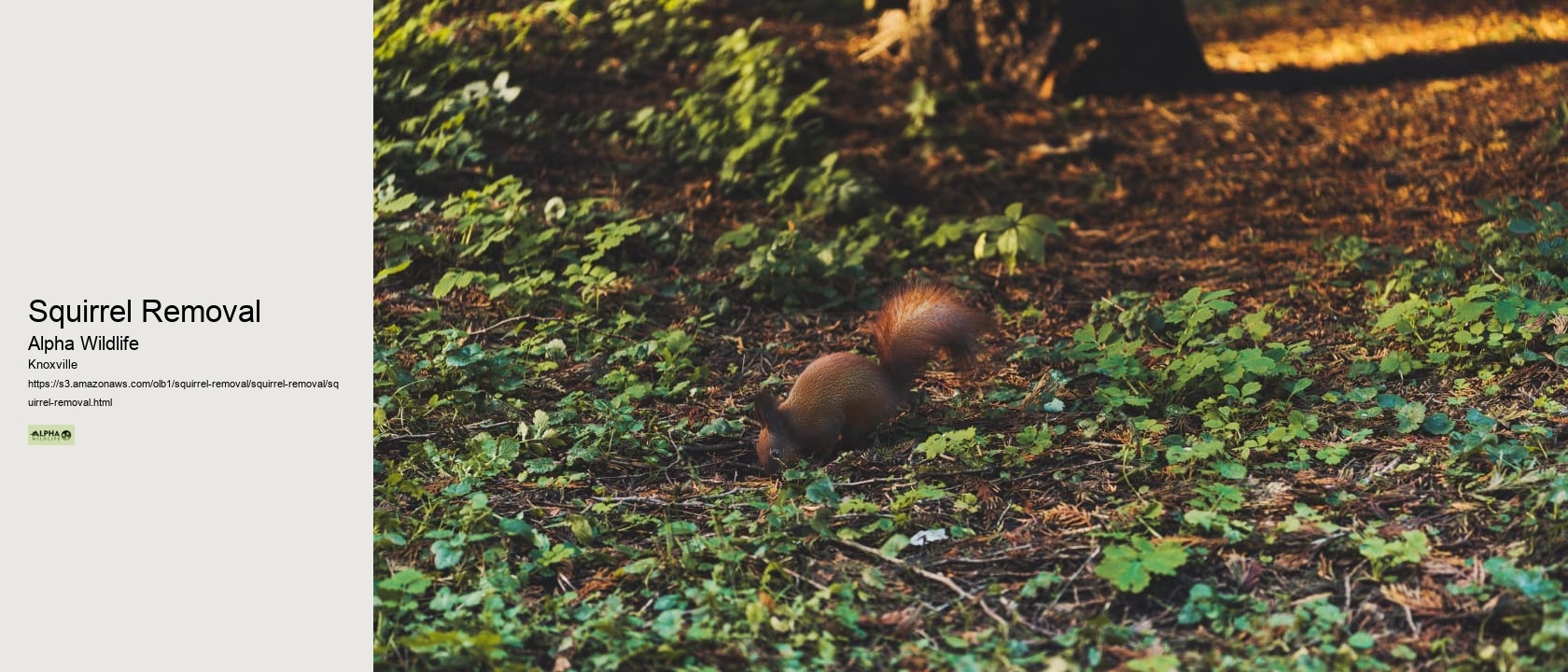Squirrel Removal