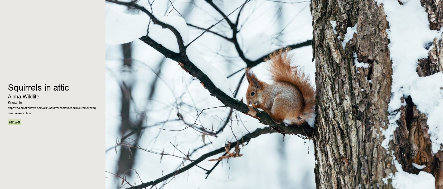 Squirrels in attic
