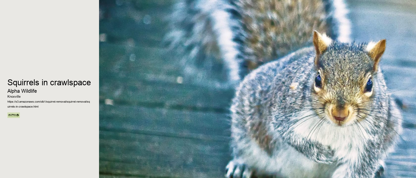 Squirrels in crawlspace