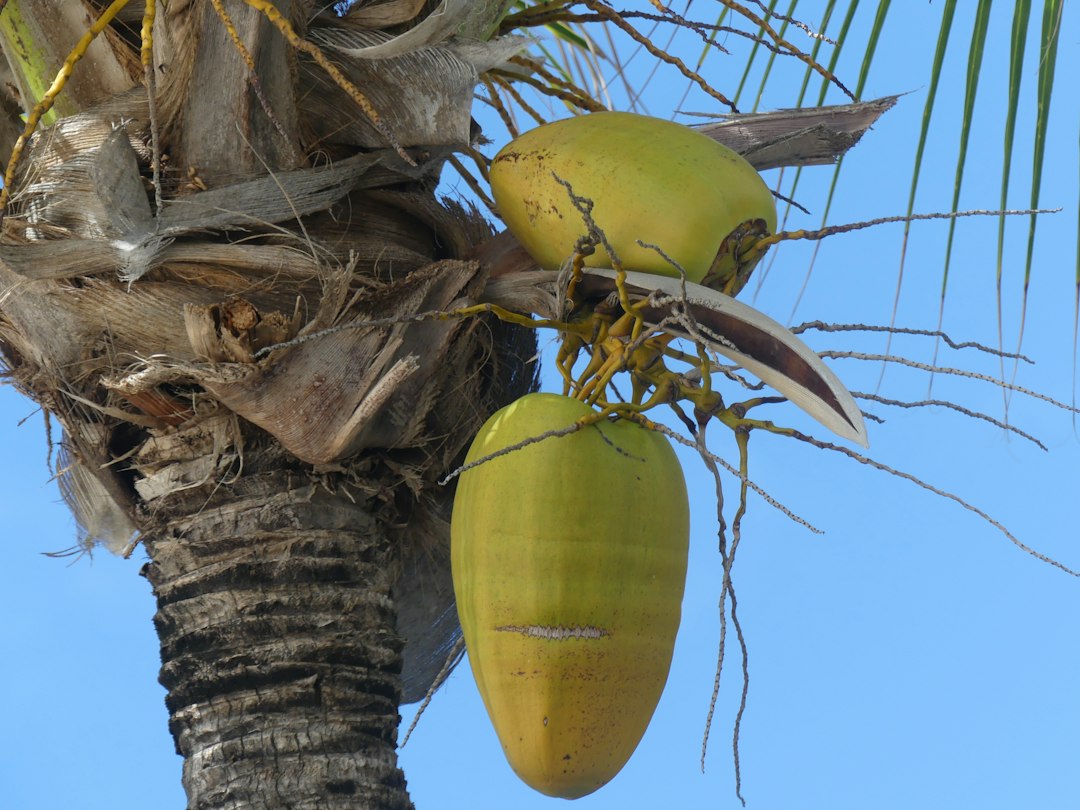 sprouted coconut interior