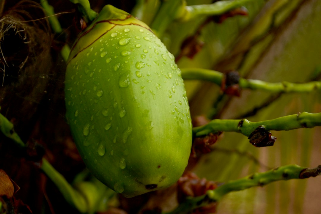 coconut sprouting process