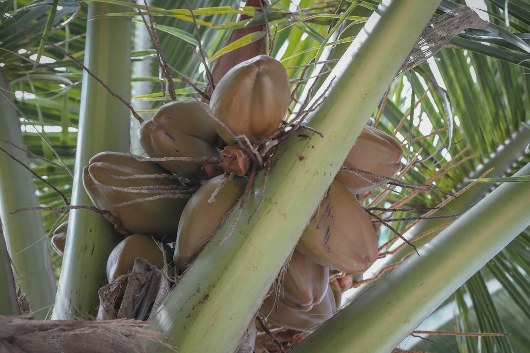 raw sprouted coconut