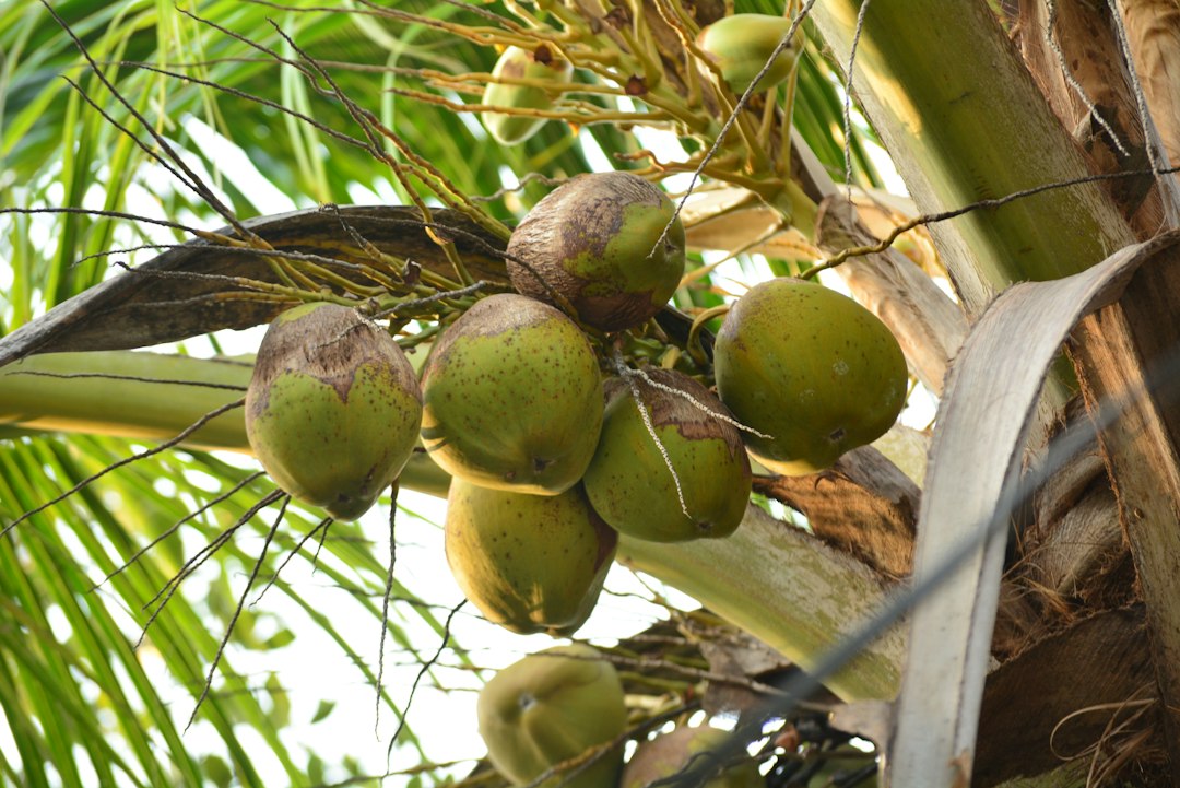 coconut sprout seed