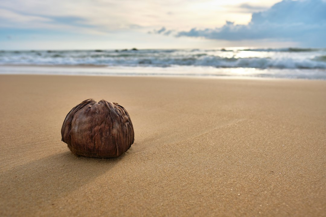 coconut sprouts