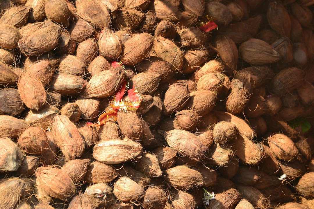 natural sprouted coconut