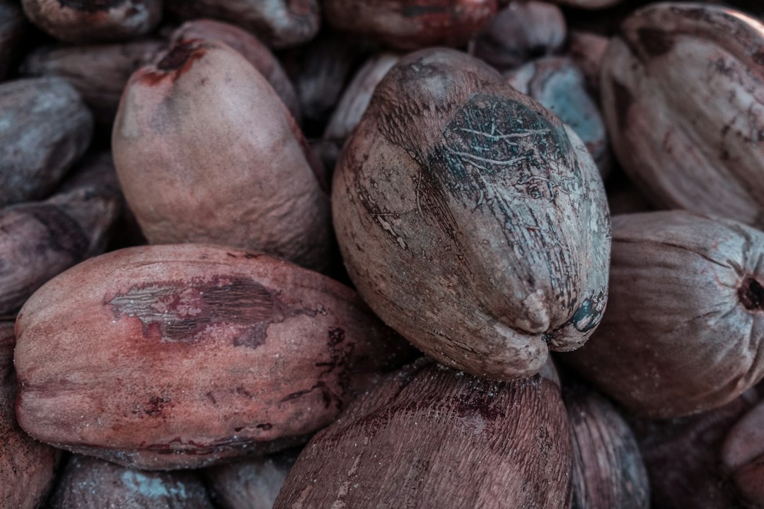 sprouted coconut for sale