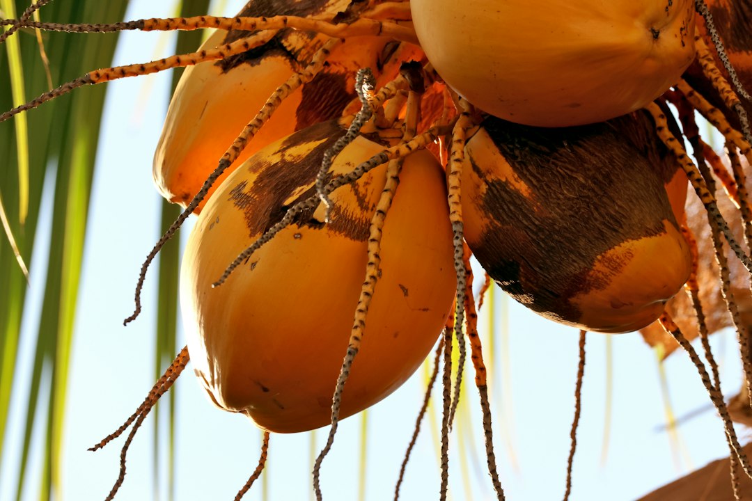 what does coconut sprout taste like