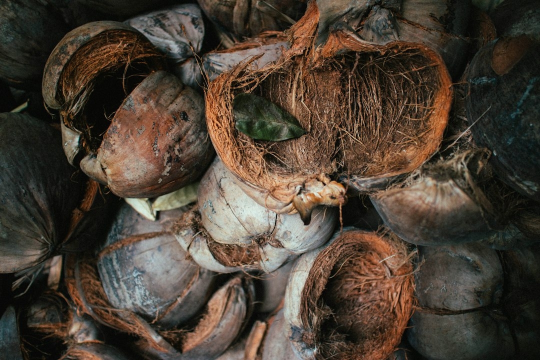 sprouted coconut seed