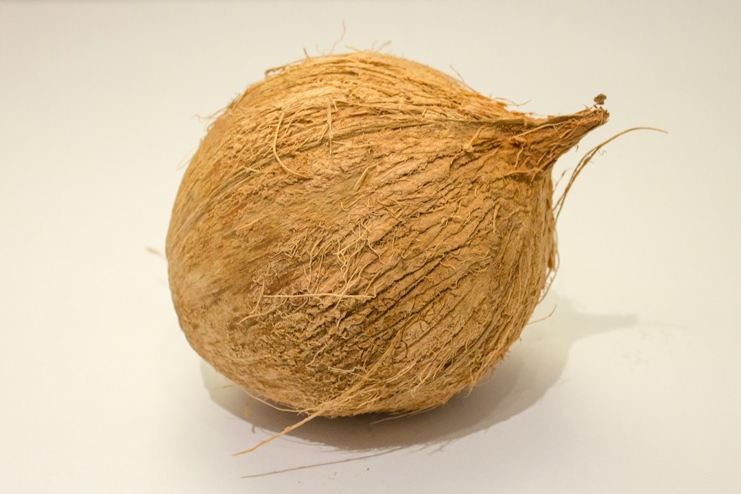 sprouted coconuts