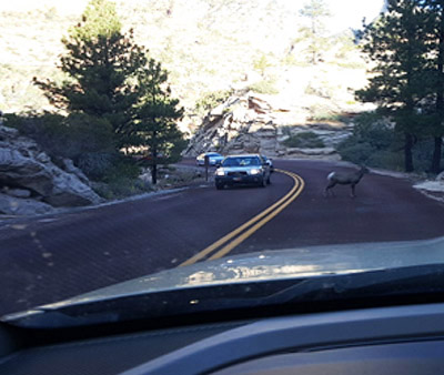 Open range cows Open range cows