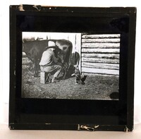 Glass Slide - Farmer spraying milk into a cat's mouth
