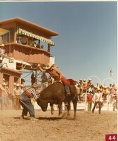 Bull Riding