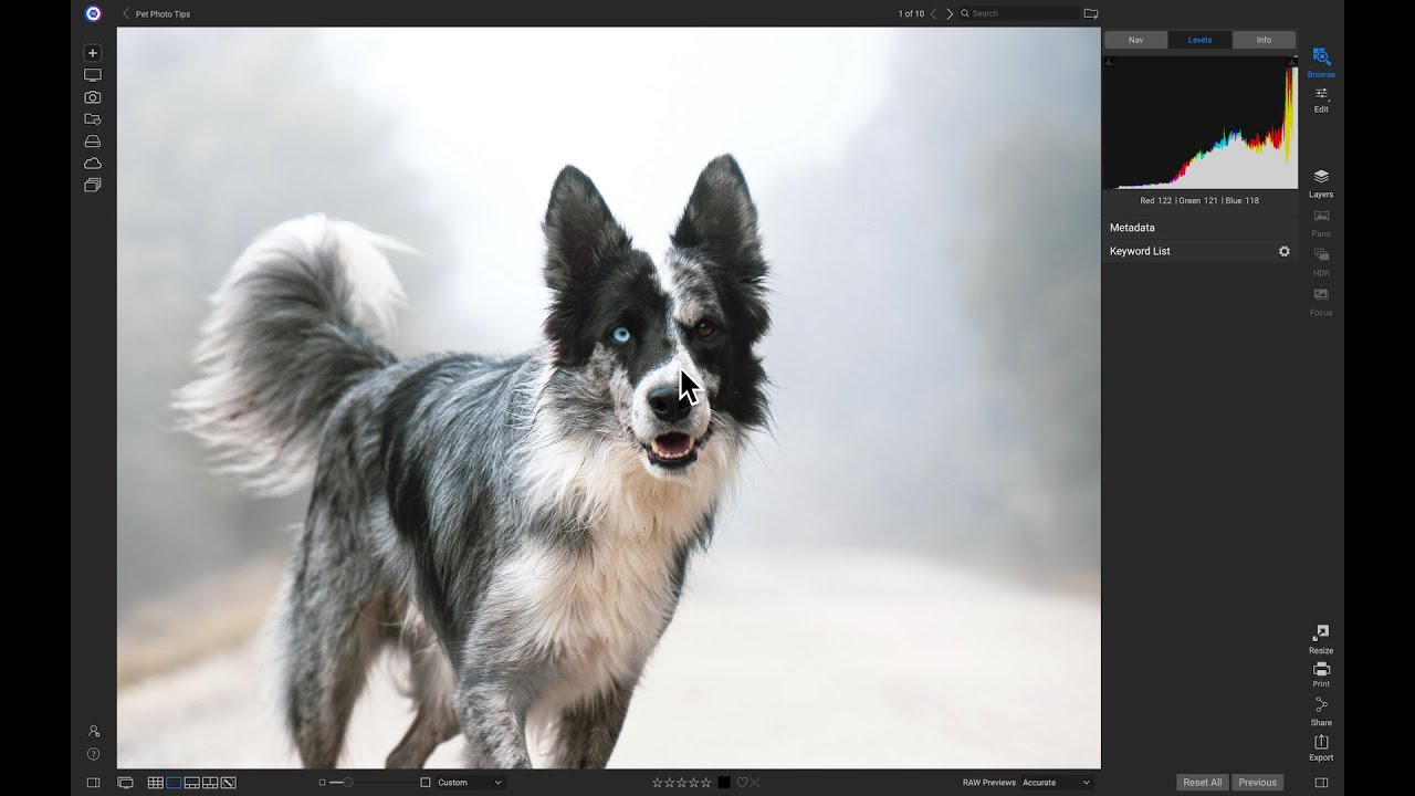 Creating Awesome Pet Portraits