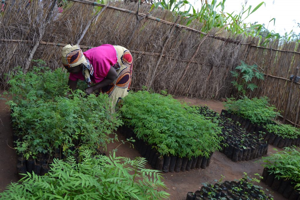 Annie in her tree nursery in Malawi’s Upper Rivrivi sub-catchment area of the Shire River. She once burned trees to produce charcoal. After learning about sustainable land practices through an MCC-funded program, she now produces and sells tree seedlings. (Photo credit: Zilani Khonje MCA-Malawi)