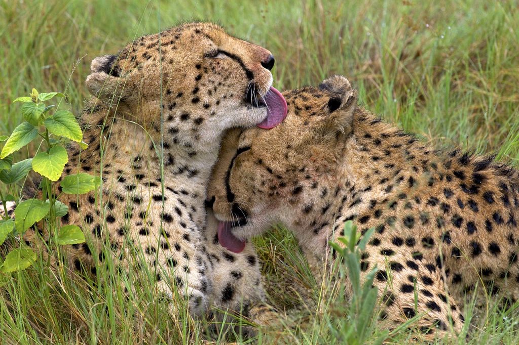 Two cheetah brothers in Okavango Delta, Botswana. (Photo credit: Arturo de Frias Marques/Wikimedia Commons)