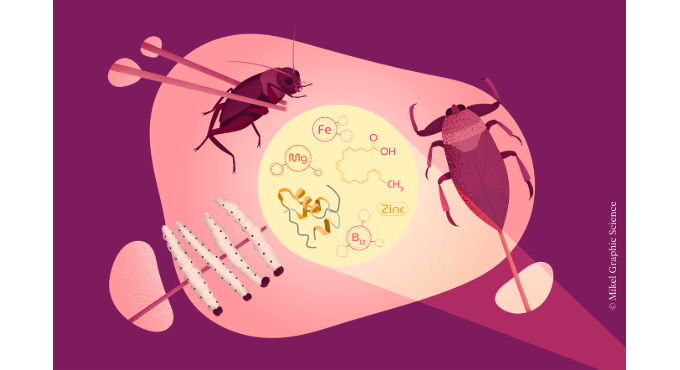Menjarem insectes en els plats gurmet del futur? 1