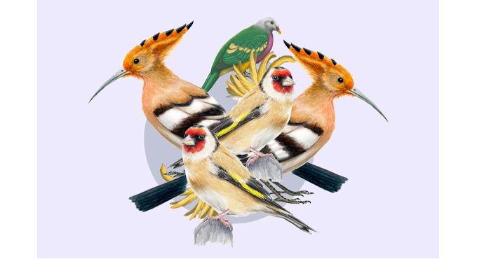 Taller de ilustración científica. Las aves 1