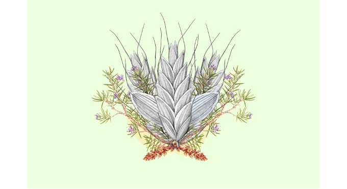 Taller de ilustración científica. La botánica 1