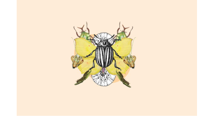Taller de ilustración científica en familia: Los insectos (+8 años) 1