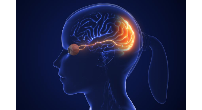 El cerebro que ve El cerebro que ve 1