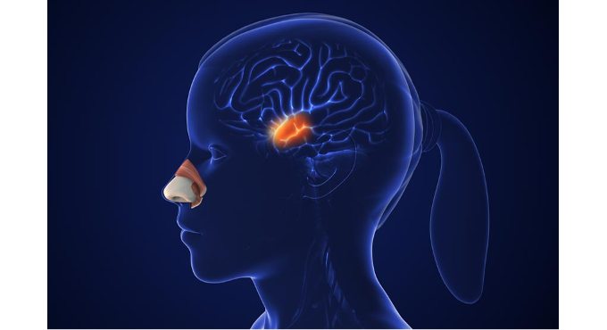 Abono: El Cerebro a través de los Sentidos 3