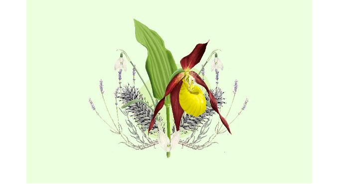 Taller de ilustración científica: La botánica 1