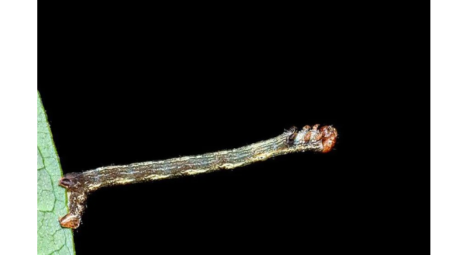 Estratègies dels éssers vius (+5) 1