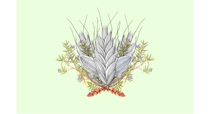 Taller familiar d’il·lustració científica: La botànica (+8) 1