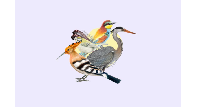 Taller d’il·lustració científica: Les aus 1
