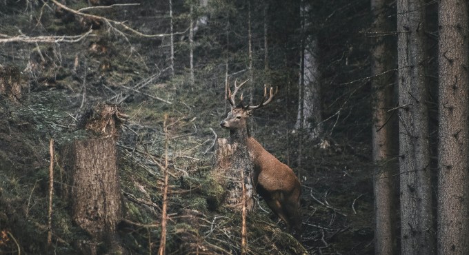 Un cérvol mascle amb una gran cornamenta es troba dret enmig d’un bosc dens de coníferes. L’animal està sobre un terreny irregular amb soques i branques caigudes, mentre observa cap a l’esquerra de la imatge. L’escena és fosca i natural, amb tons marrons i verds que transmeten una atmosfera tranquil·la i salvatge.