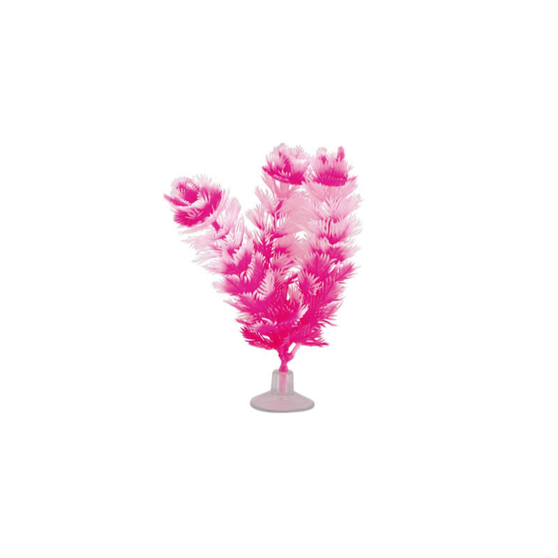 PLANTA BETTA PARA PECERA