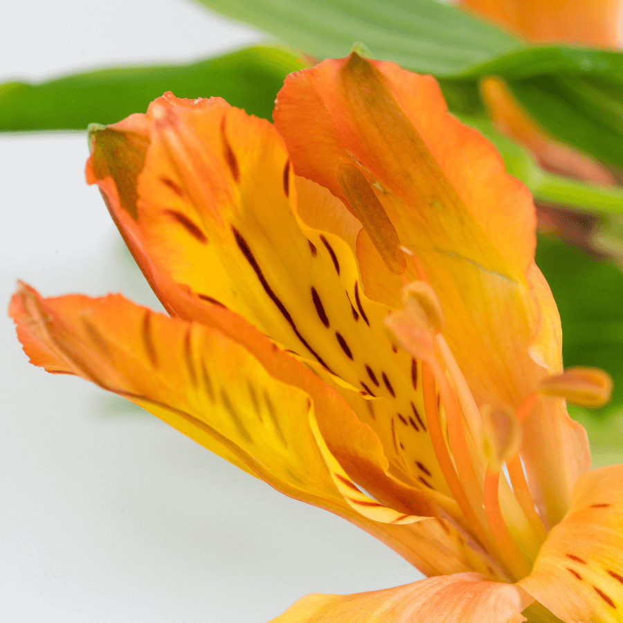 BUCHÓN DE 6 ROSAS ROJAS + 4 CHOCOLATES FERRERO + TOPPER CUMPLEAÑOS