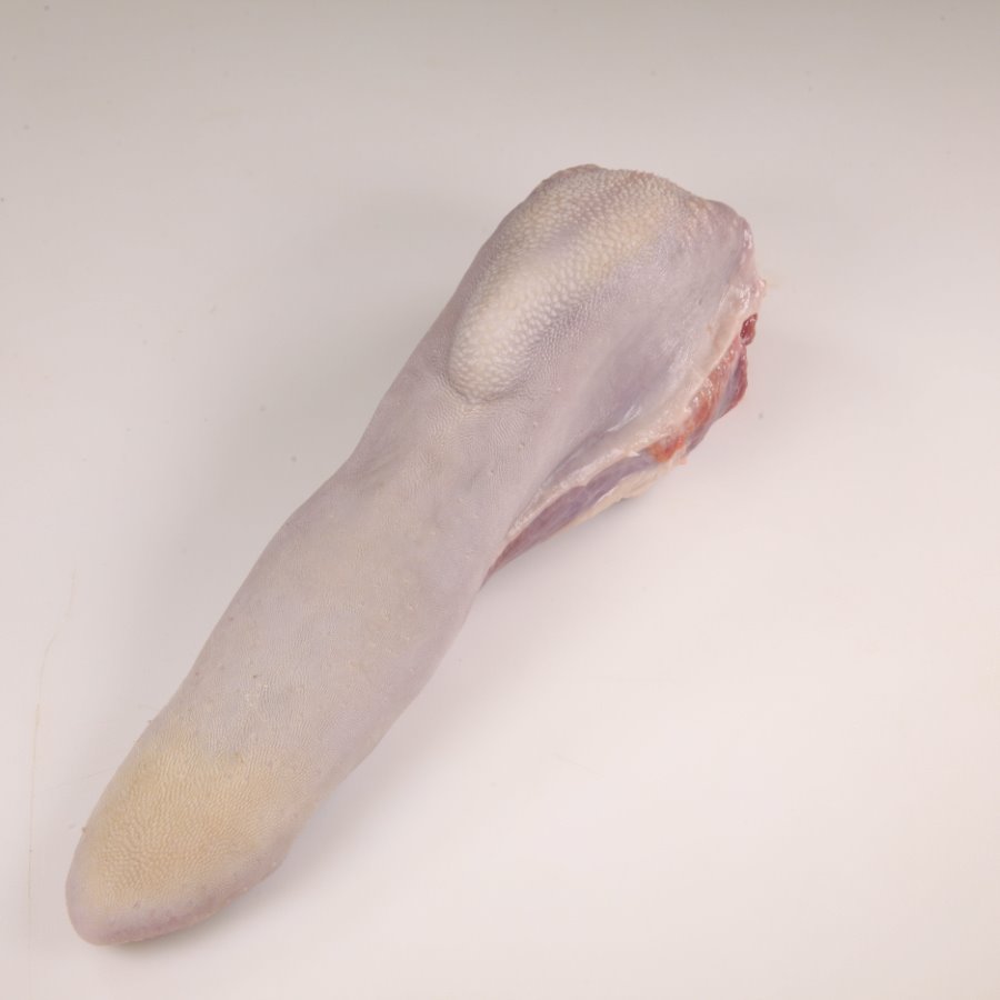 Lengua **