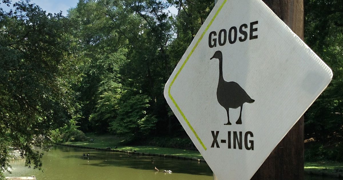 On the Grid : Springvale Park