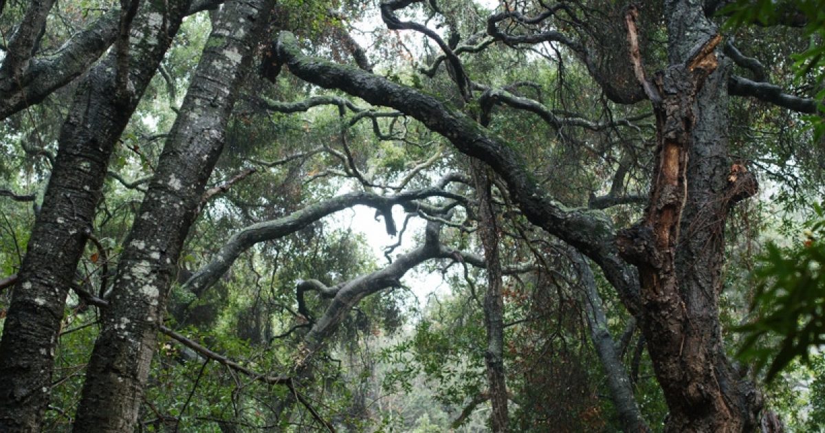 On the Grid : Cold Springs Trail