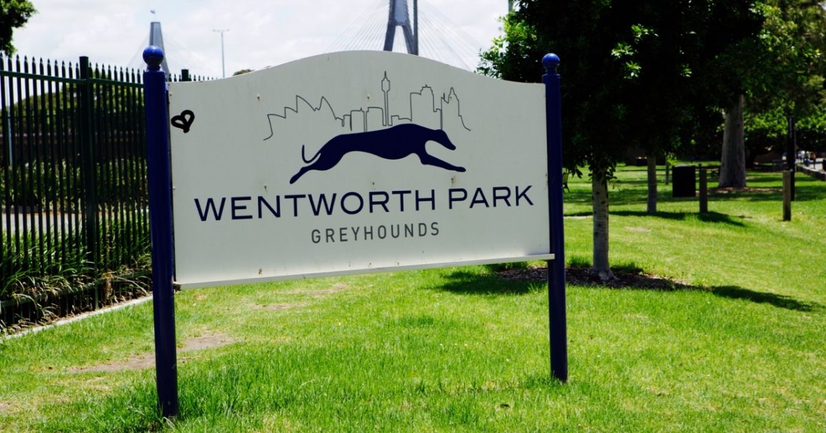 On the Grid Wentworth Park Greyhound Racing